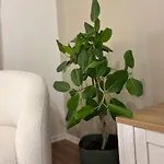 Appartement Boho Cane Tirana