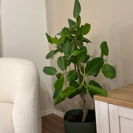 Appartement Boho Cane Tirana