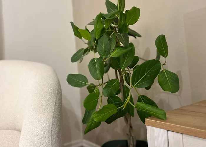 Apartament Boho Cane Tirana